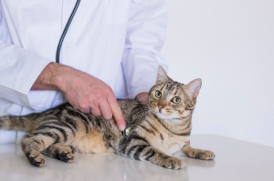 청진기를 대고 있는 고양이