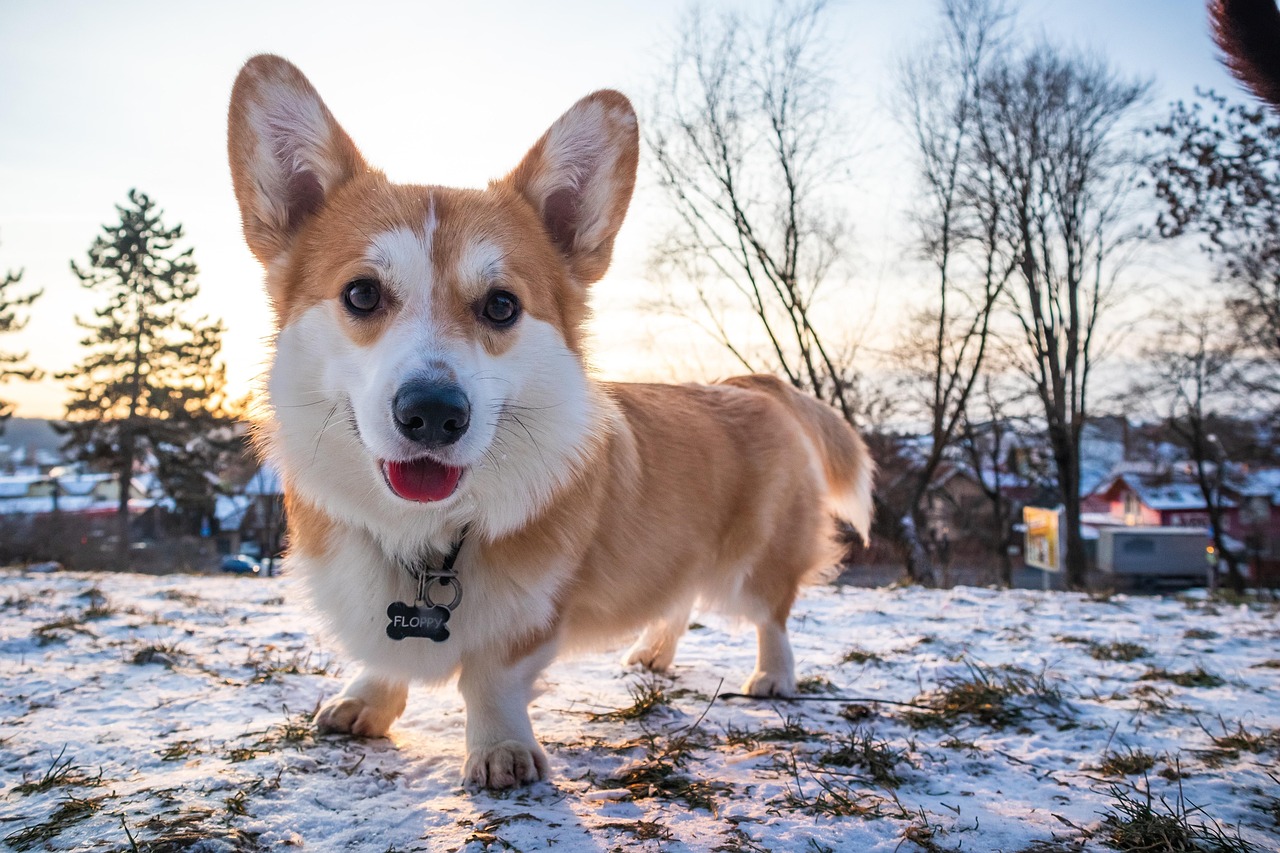 Welsh Corgi