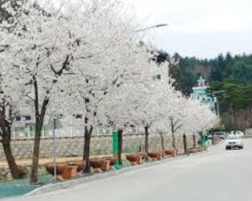 홍천 벚꽃