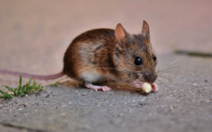 쥐띠 2025년 운세