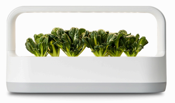 수경재배기-LG틔운미니