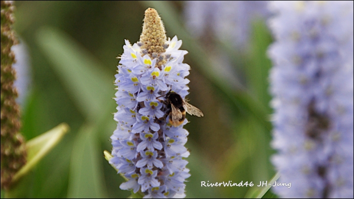 폰테데리아 코다타(Pontederia cordata)해수화(海修花).