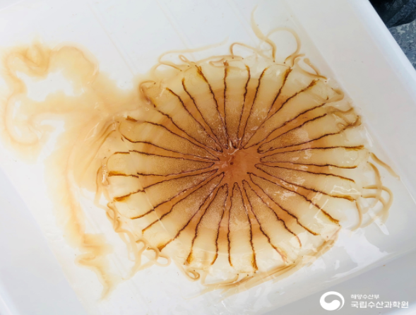 커튼원양해파리