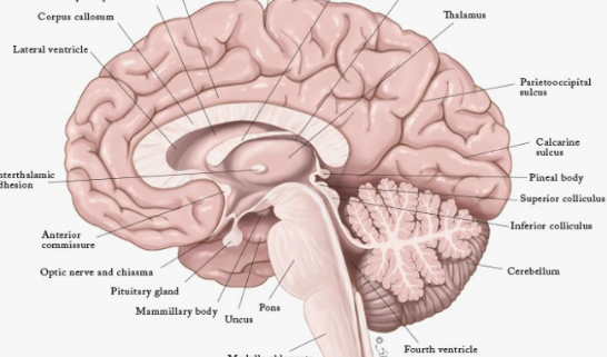 글루타민의 효능 효과와 L -글루타민 그리고 글루타민의 부작용