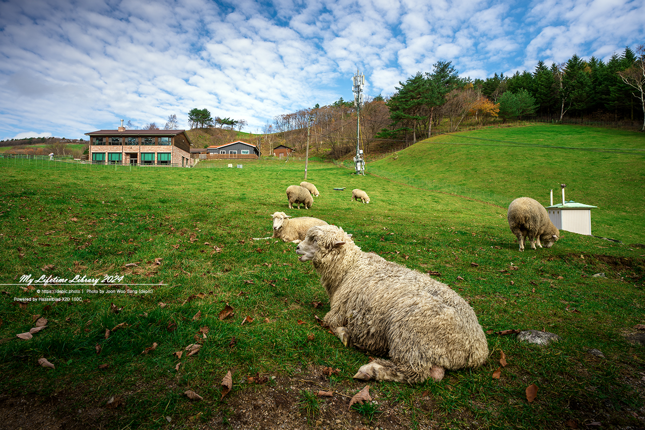 가을 평창 대관령 양떼목장 목장
