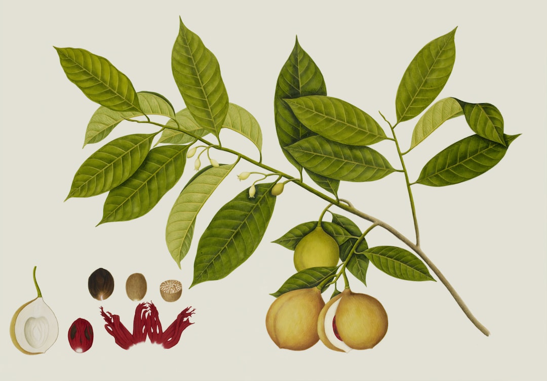Illustration