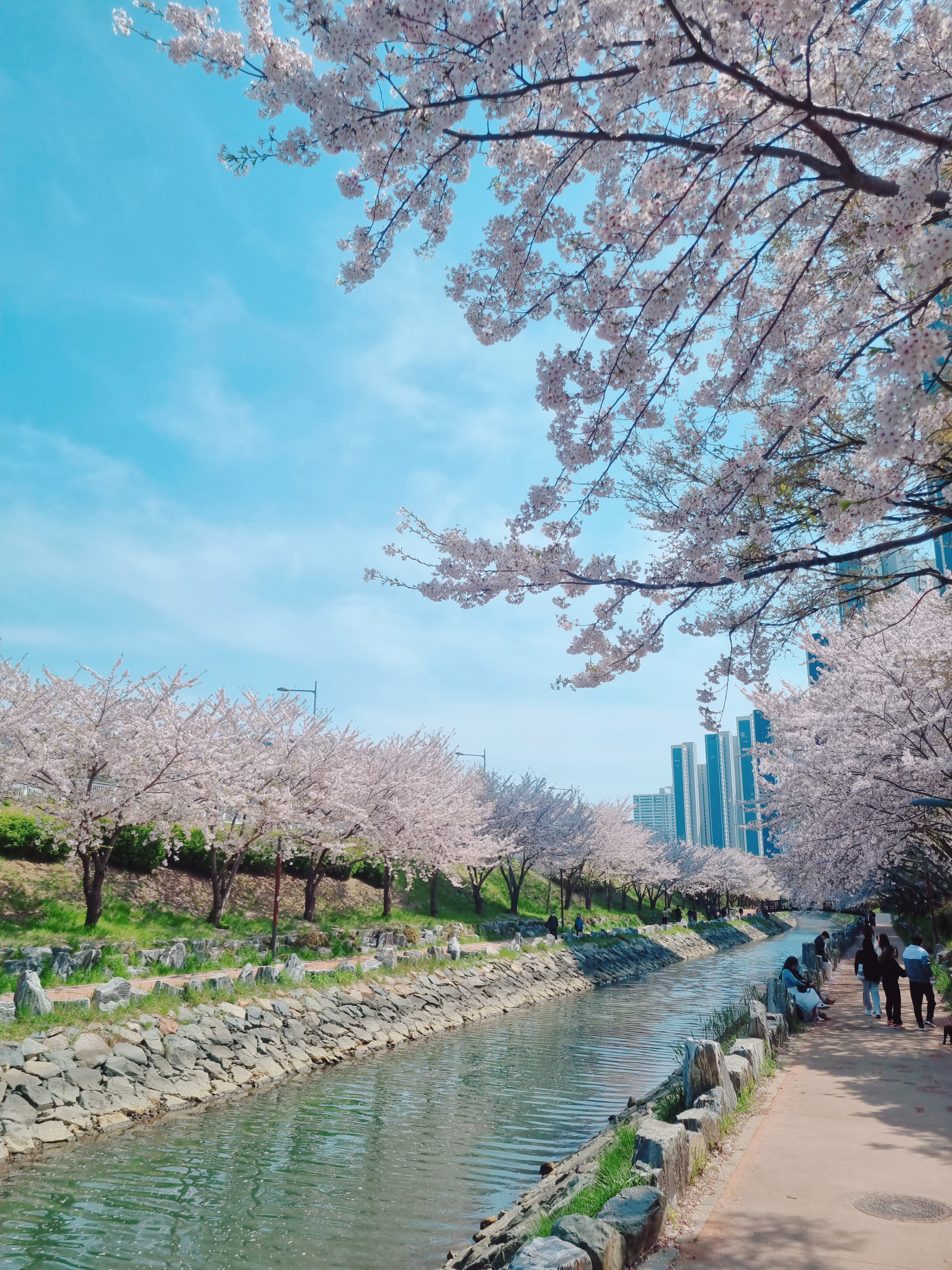 영도 동삼해수천 벚꽃길