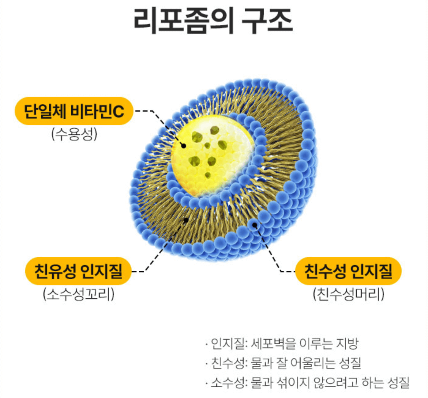 리포좀 구조