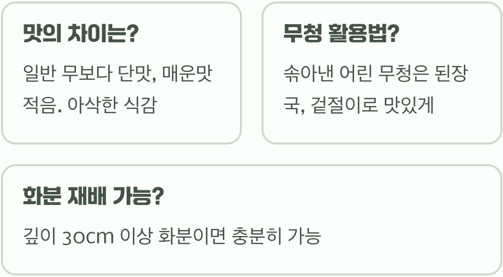 텃밭의 보석, 수박무 키우기 A to Z (씨앗 파종부터)