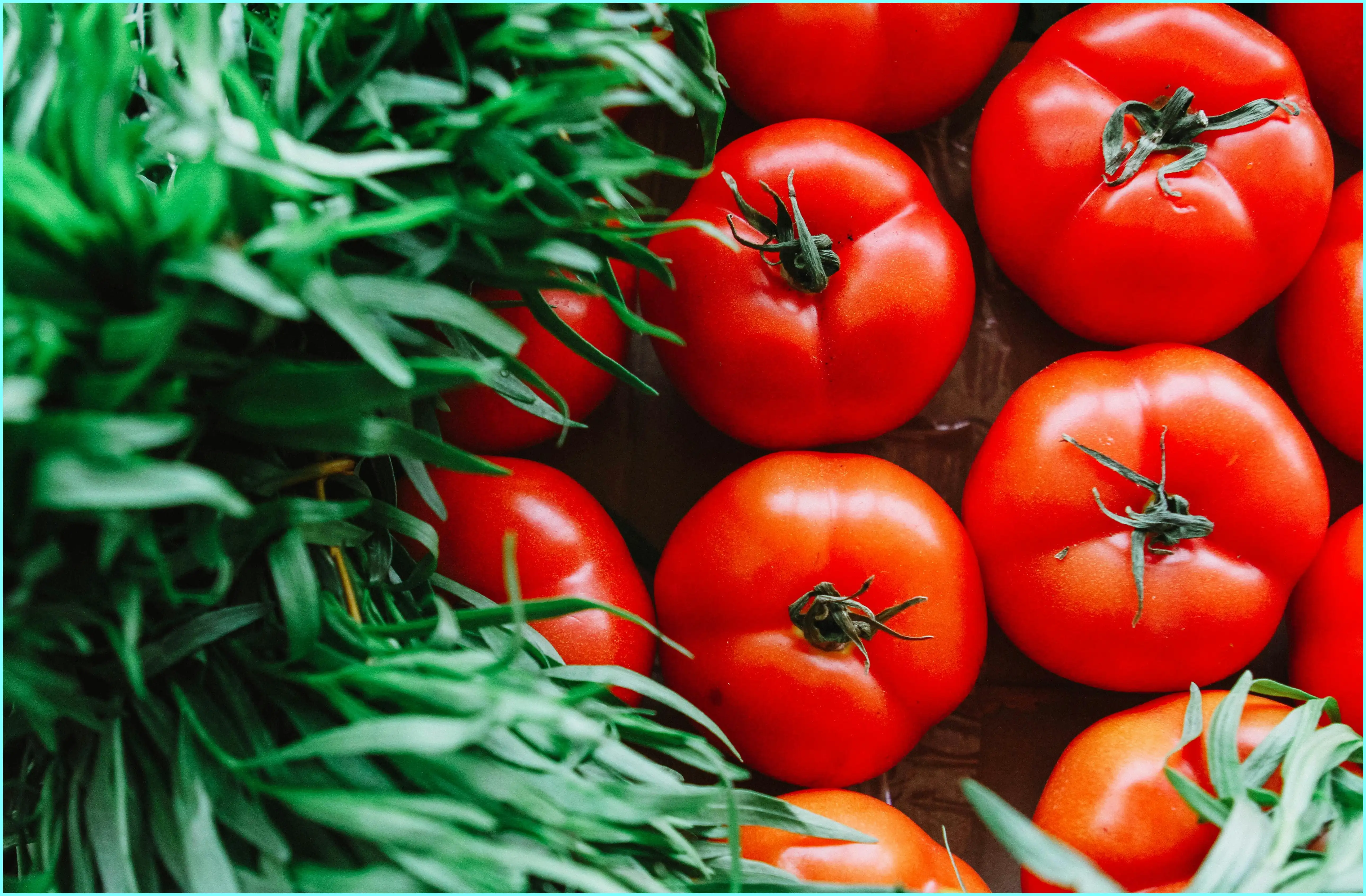 진서연 마녀스프 땅콩버터 독일국수 등 (다이어트 레시피)