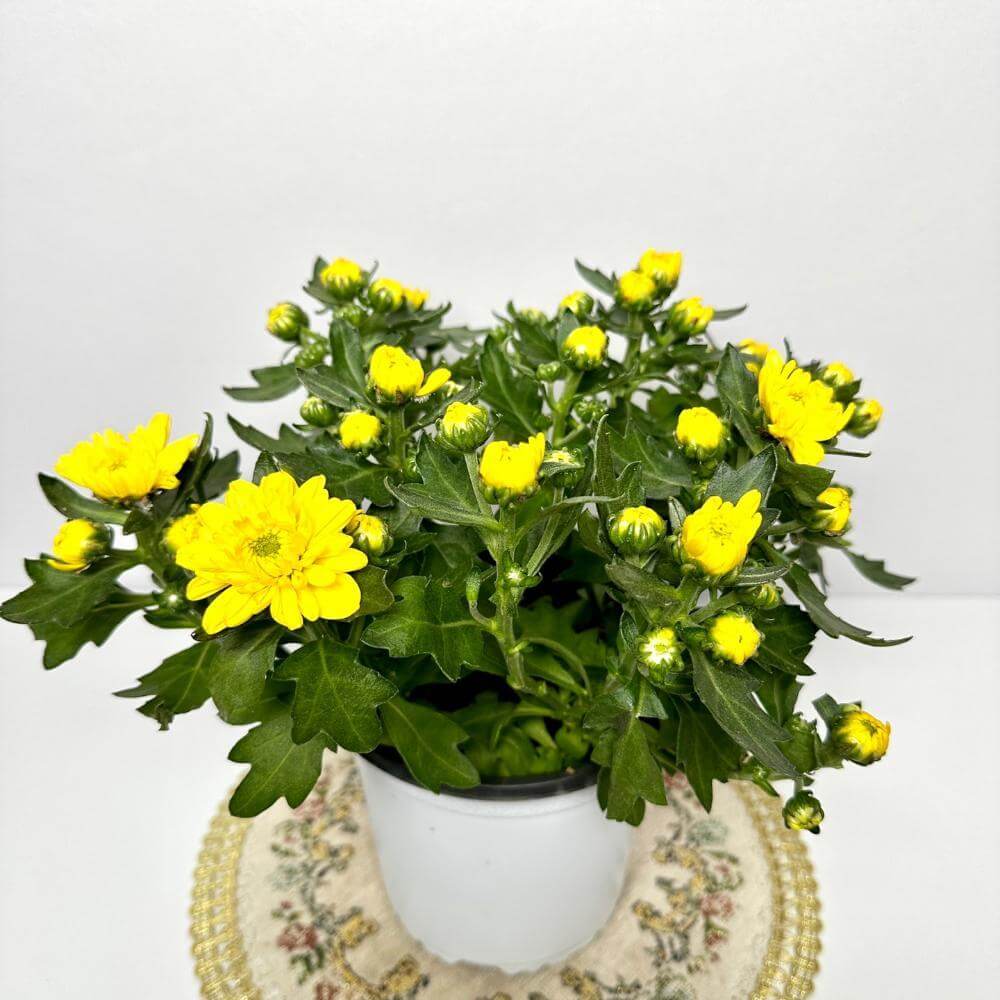 반려식물의 심리적 효과