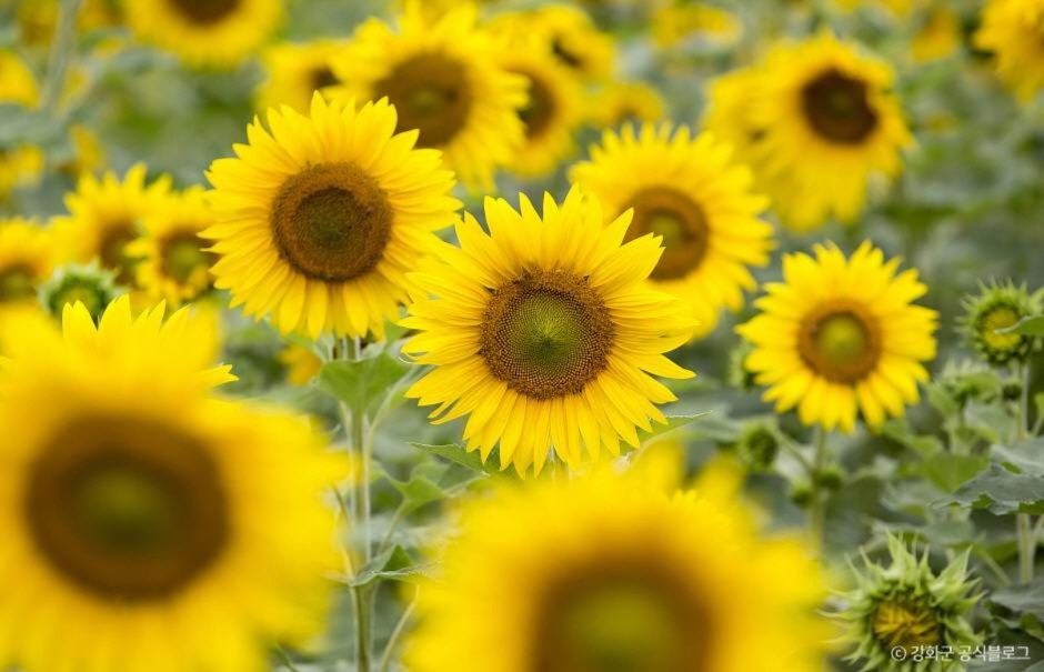 난정 해바라기마을 정원