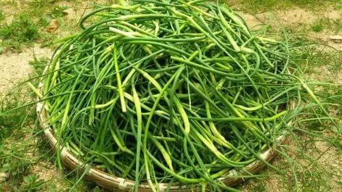 마늘쫑장아찌-담그는법-만드는법-마늘쫑-손질하기