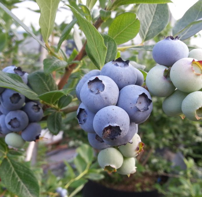 뜰안에블루베리농원