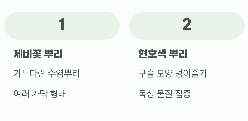 뿌리까지 확인하면 100% 확실해요