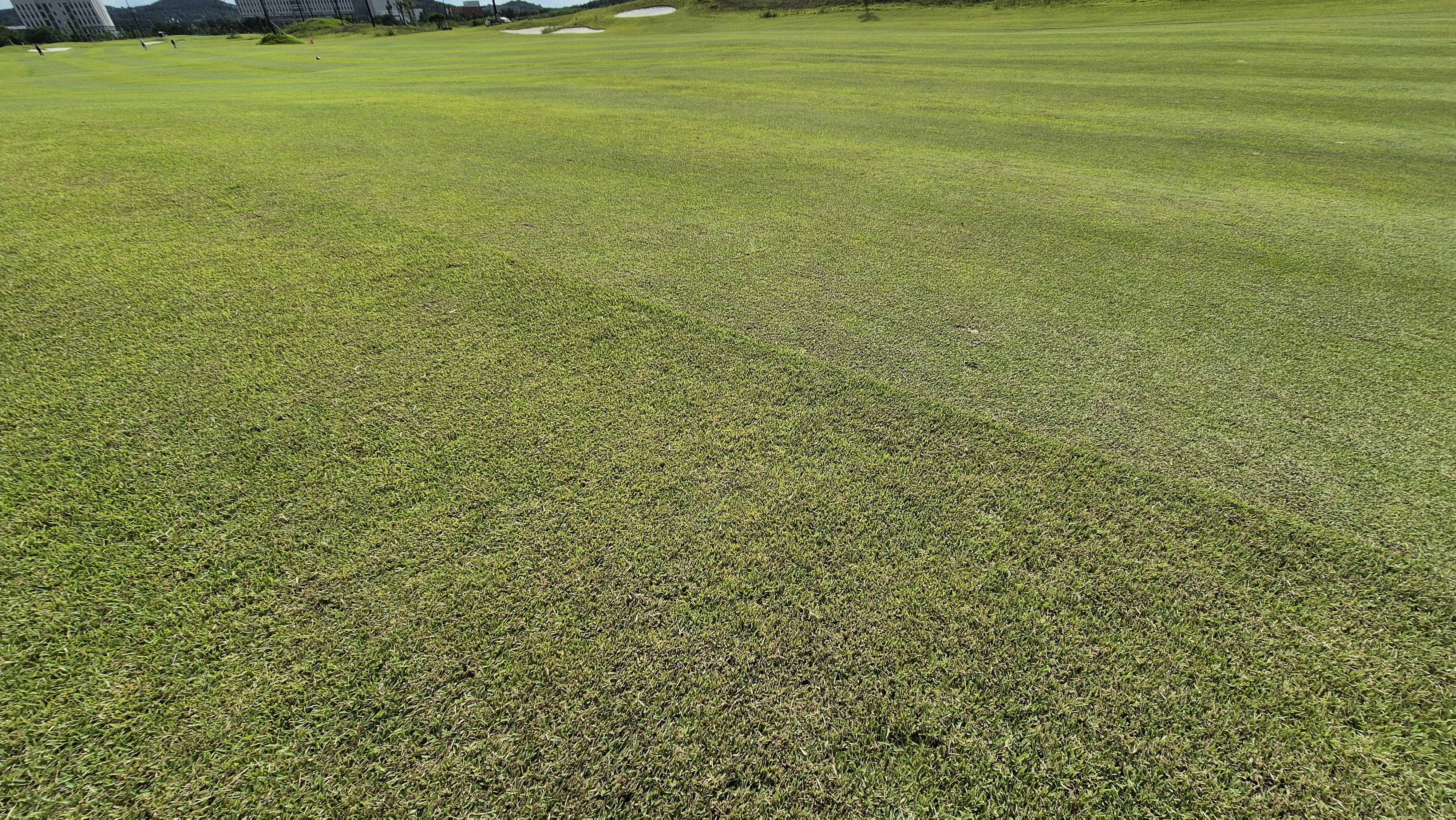 플라밍고cc 듄스-링크스 코스 라운드 후기