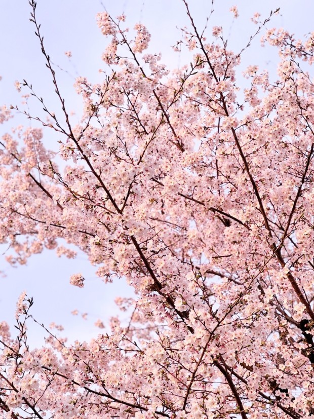 여의도 한강공원 벚꽃축제(윤중로)