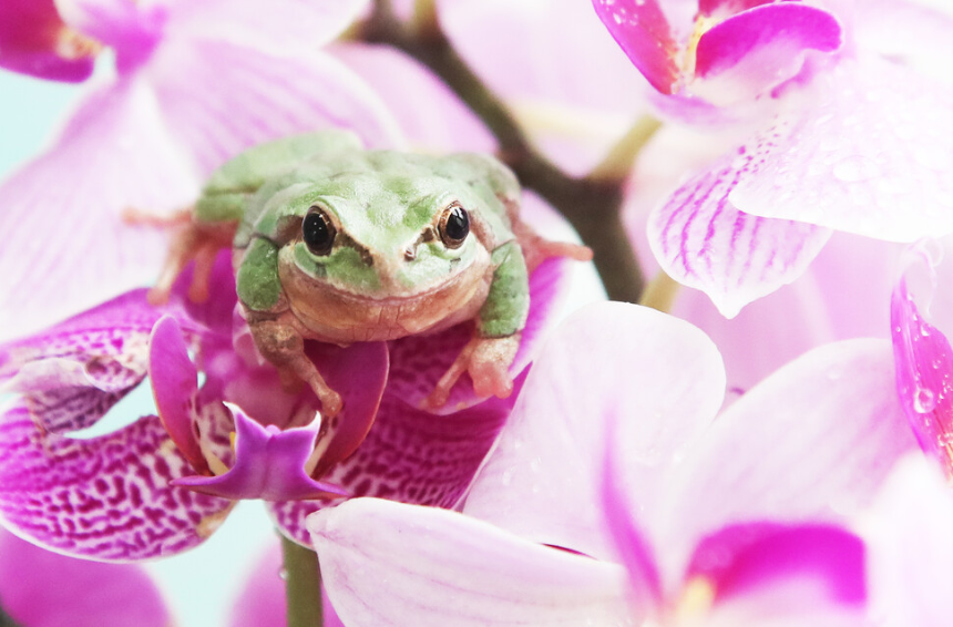 계절의 변화를 세분화한 24 절기 중 '경칩' 이해하기