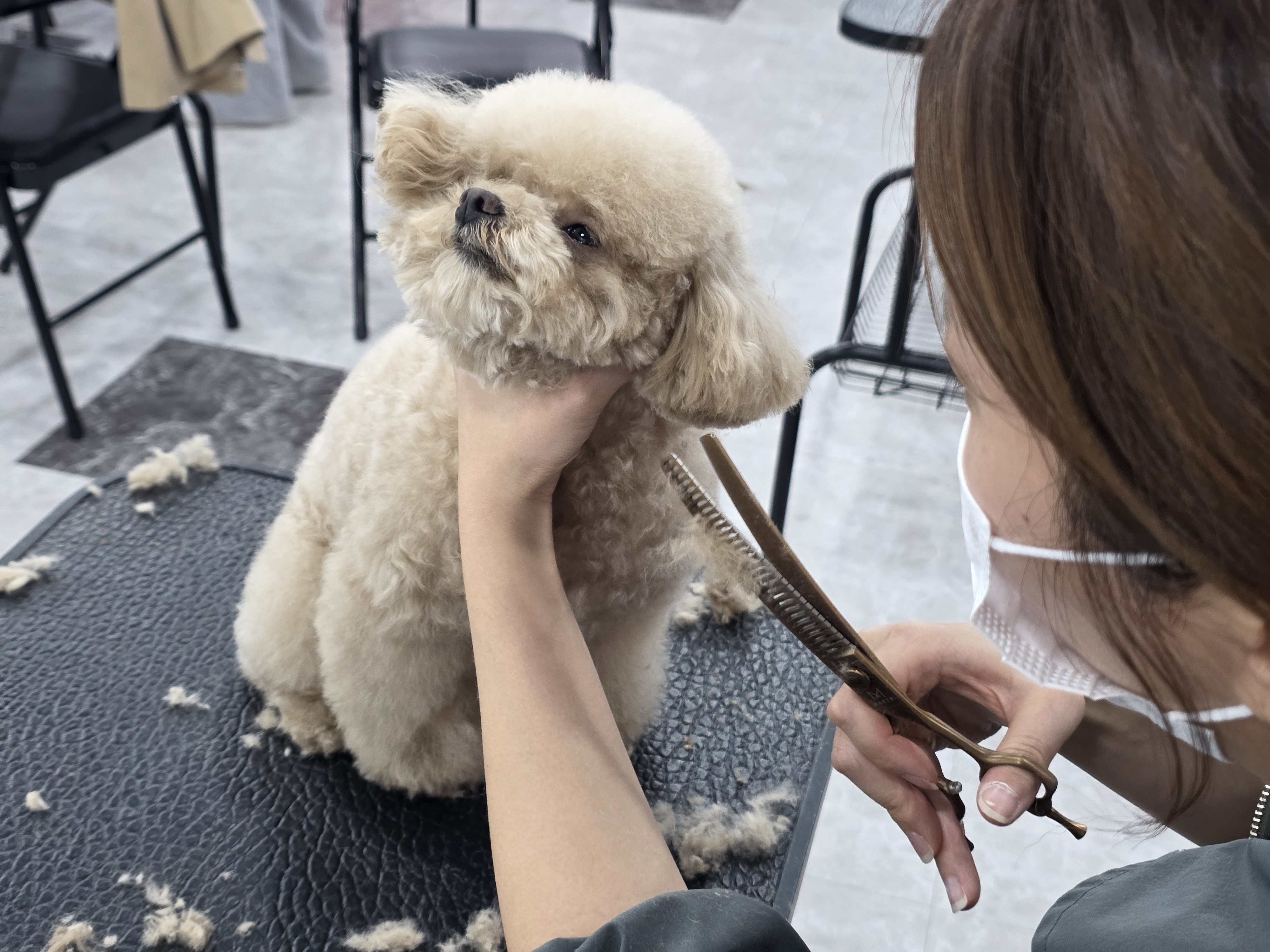미금강아지미용학원