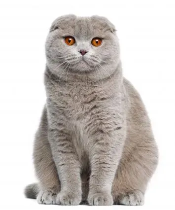 스코티시폴드 고양이 유전병_1