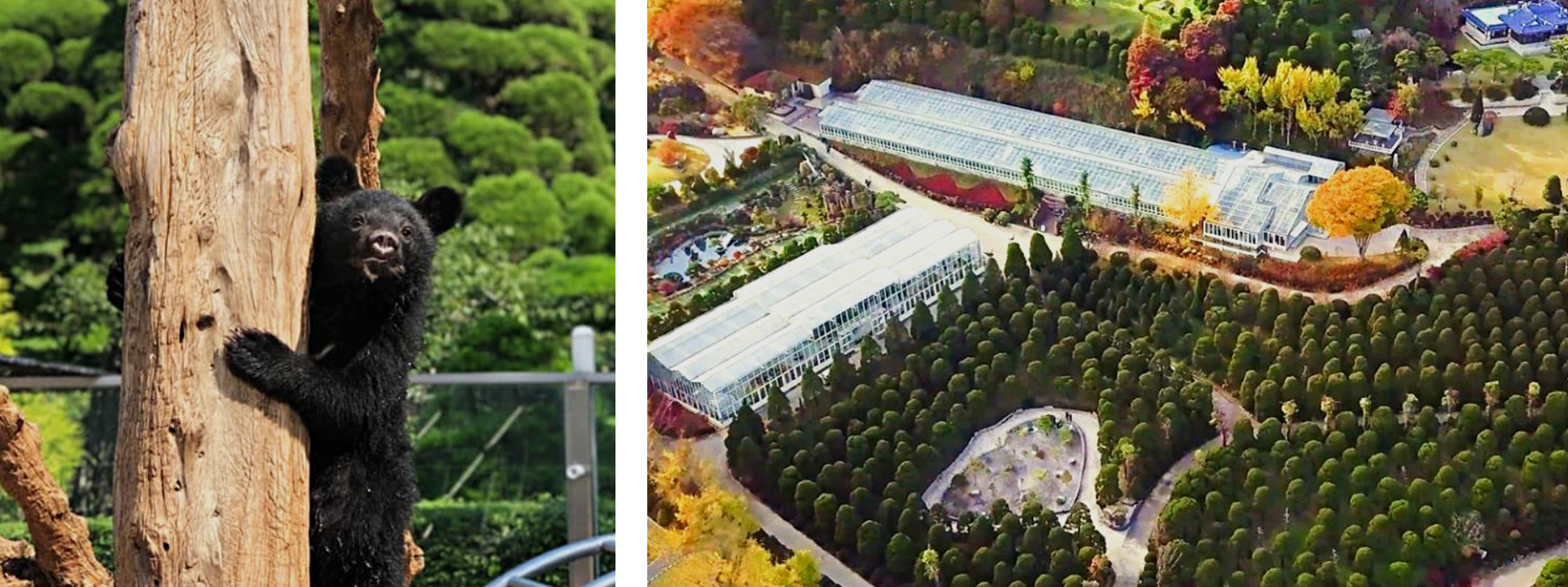 베어트리파크, 베어트리파크 수목원, 베어트리파크 입장료, 베어트리파크 입장료 할인, 베어트리파크 단풍 축제