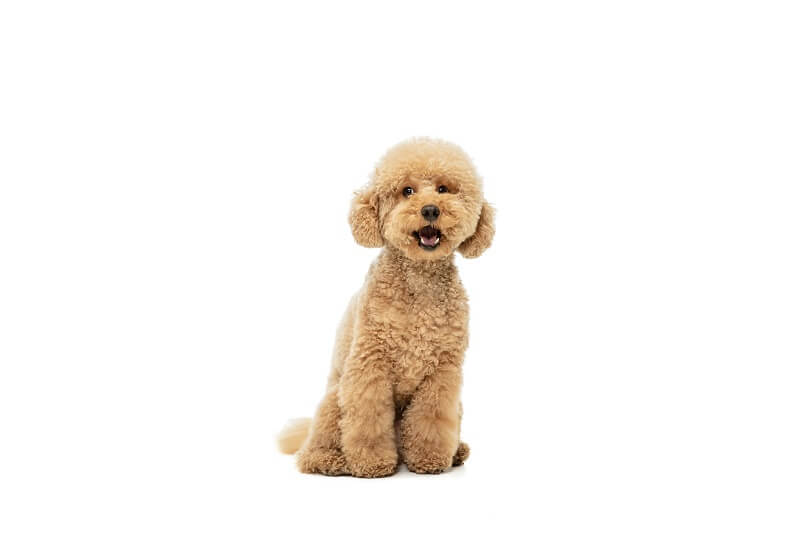 푸들(Poodle)