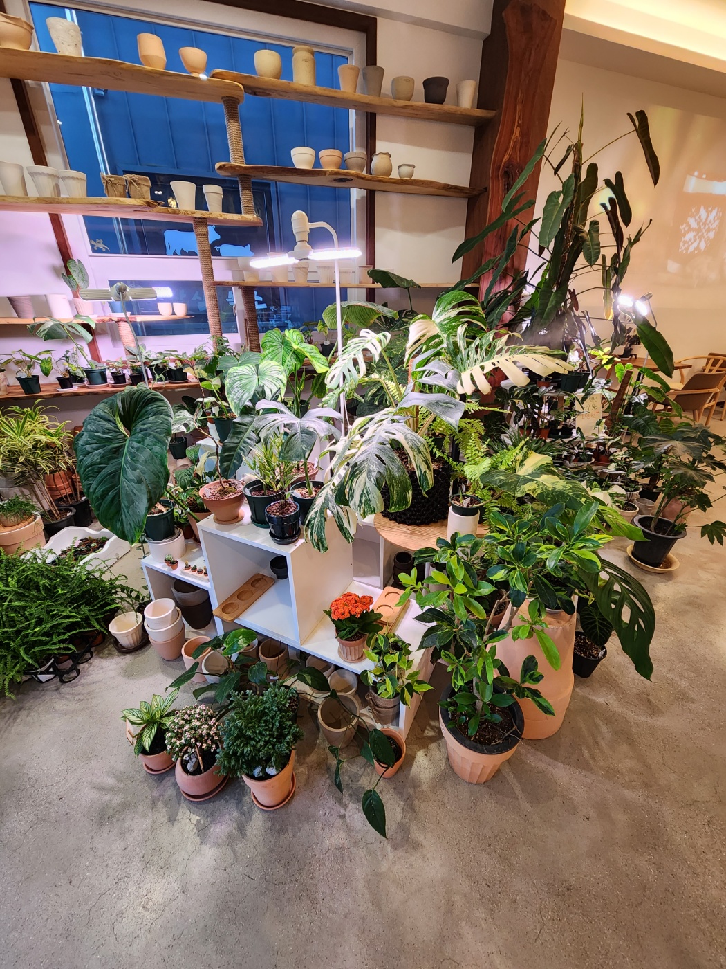 입구에들어서면 화려한 희귀식물들과 인기식물들이 놓아져 있어요