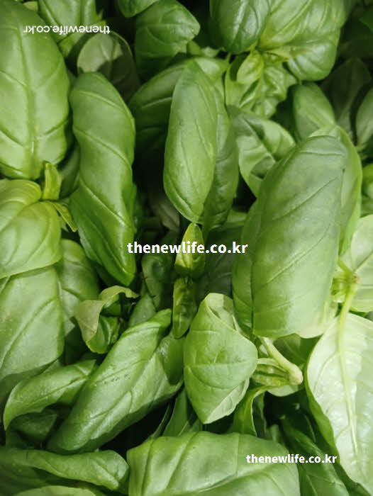 바질 효능 제철 시기 성질