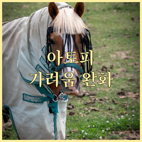 아토피 피부, 가려움증 완화 및 관리..