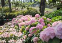 휴애리수국축제