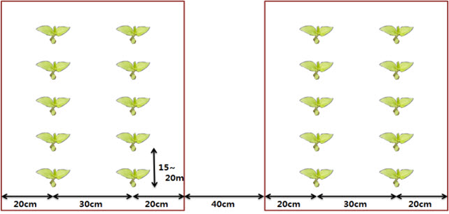 참깨 수확시기 방법 남부 중부 지방 물주기 파종 베는시기 총정리2