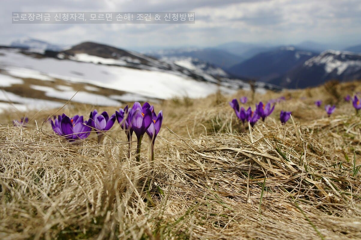 근로장려금 신청자격, 모르면 손해! 조건 & 신청방법