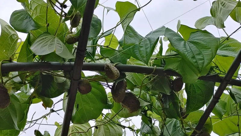 마 재배 지지대 설치 덩이 비대 관리 수확 요령_4