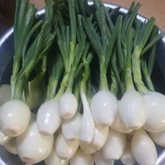 nv_양파김치 만드는법_18