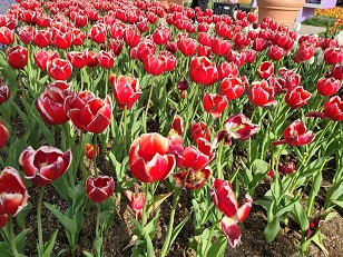 에버랜드 스마트줄서기