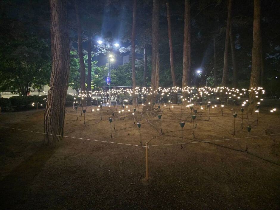 2025 만석거 샛빛축제, 수원 여름밤을 수놓다!!