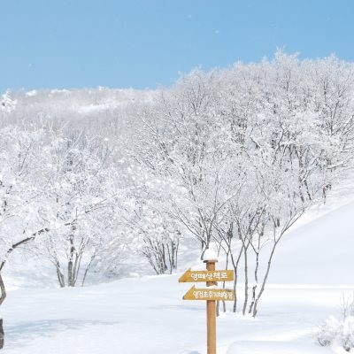 대관령 양떼목장 겨울 모습3