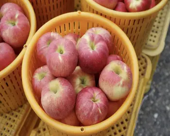 문경 사과축제_21