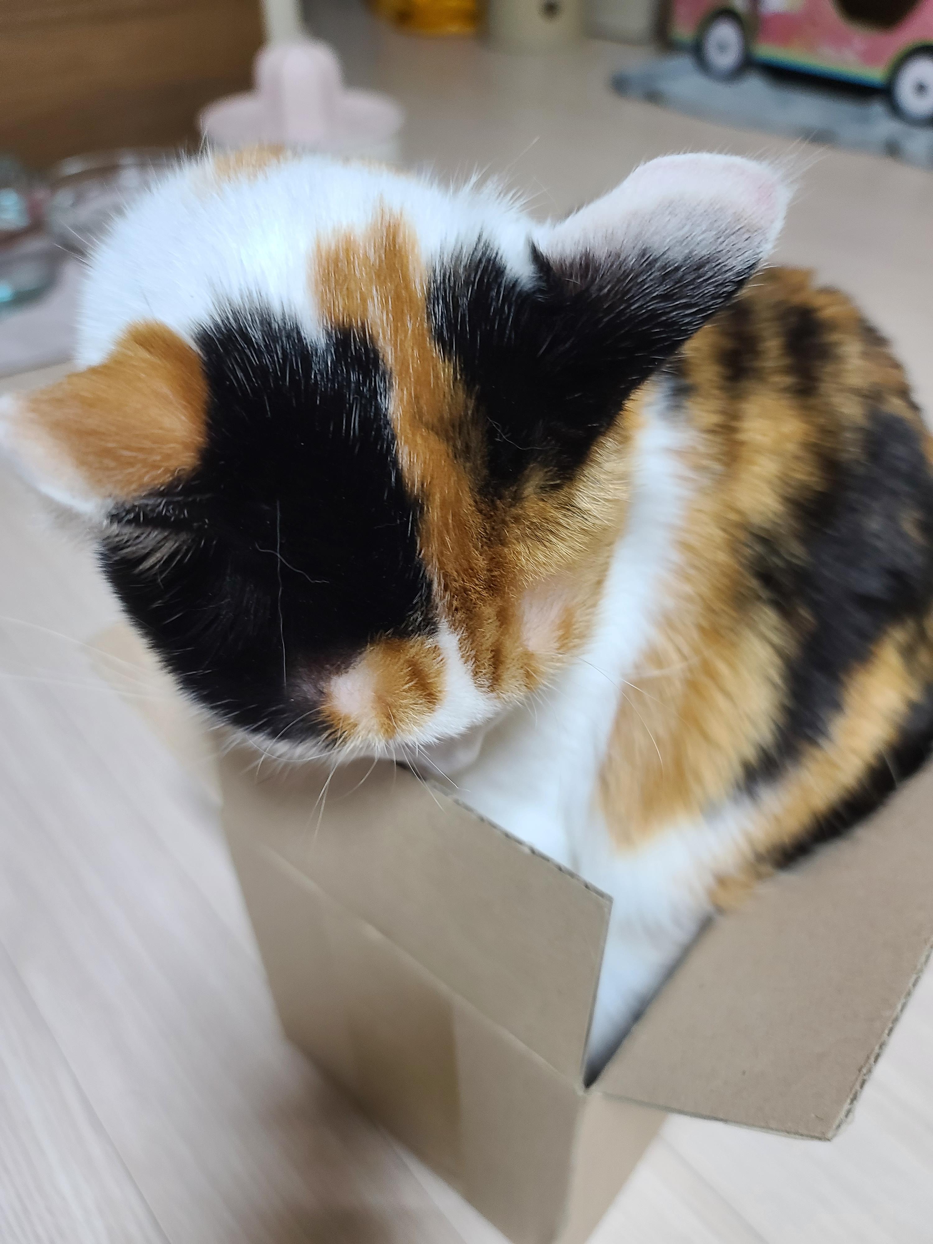 보지 않고는 믿을수 없는 고양이의 유연함. 유독 작은상자를 좋아하는 요미.