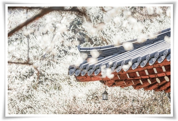 "매화" 겨울을 깨우는 은은한 향기의 비밀을 간직한 백매화 홍매화 청매화!