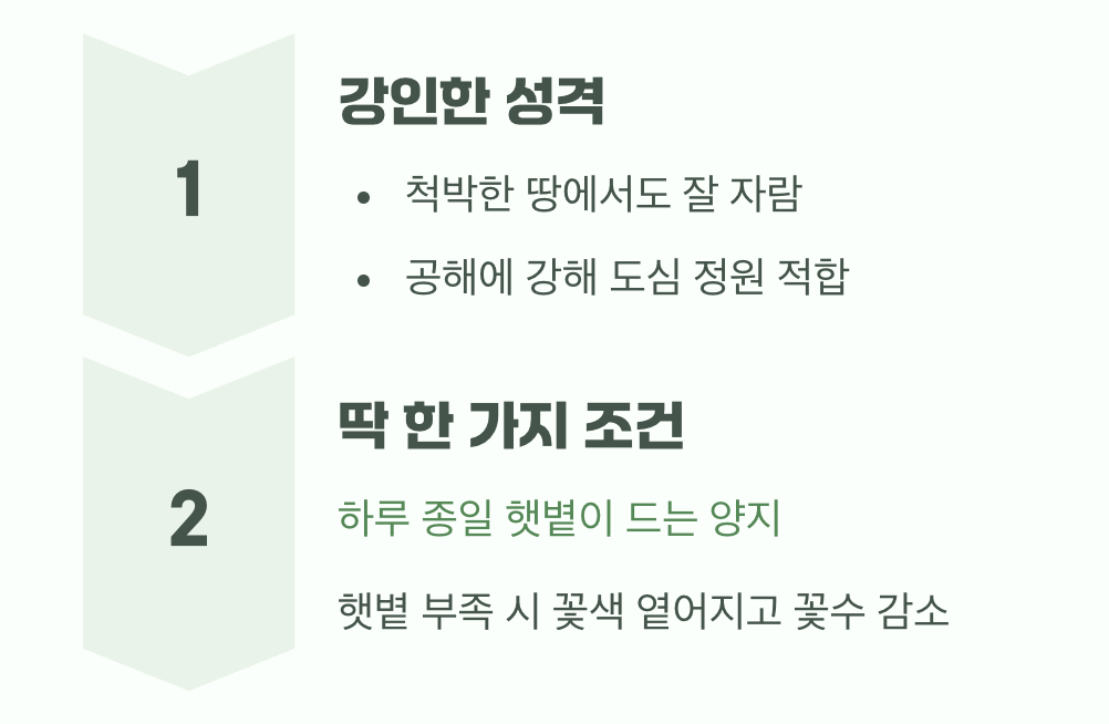 비결 1. 햇볕만 있다면 어디든 좋아요