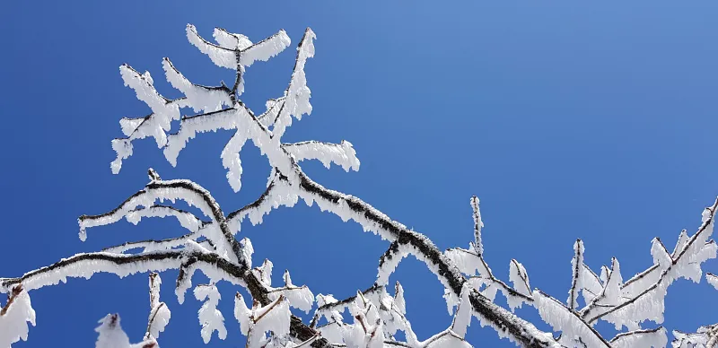 울산 가지산 서리꽃 상고대