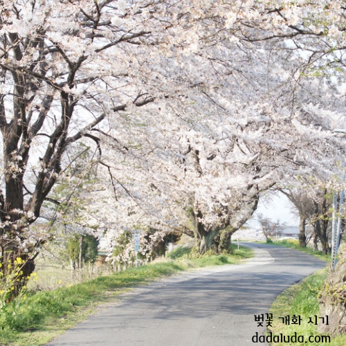 벚꽃 개화 시기 2025 인천 벚꽃 구경 볼만한 곳