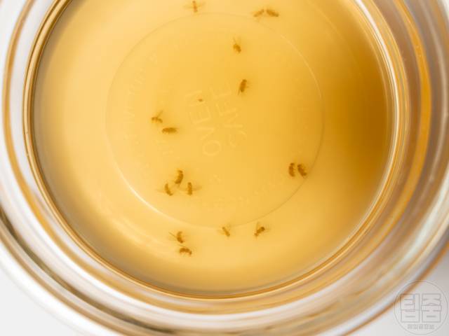 초파리 없애는법 사과식초 초파리트랩 역효과