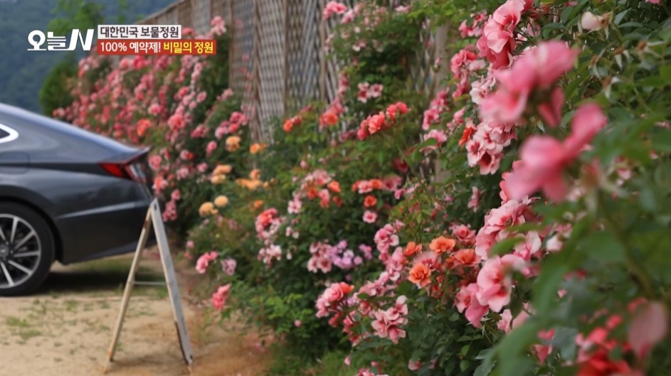 오늘N 대한민국보물정원 장미정원 썸네일