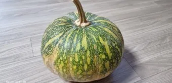 호박 효능_21
