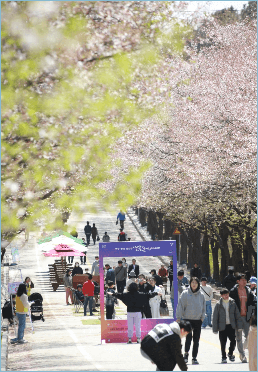 봄나들이-여주-벚꽃축제