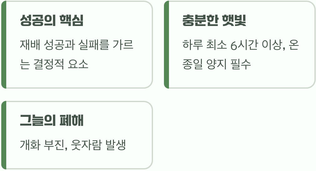 2. 햇빛&amp;#44; 햇빛&amp;#44; 그리고 또 햇빛