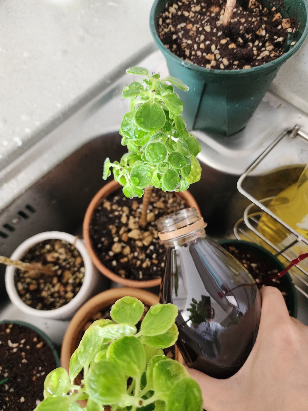 식물에 물을 먼저주고 마지막에 희석한 물을 부어줘요