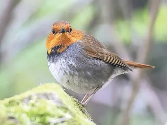 붉은가슴울새 영국 겨울 새 특징 매력 이미지_14